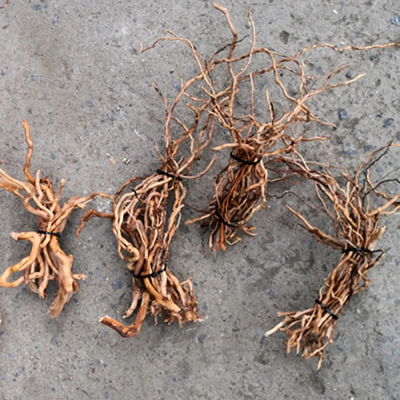 Aquarium Driftwood - Naturalny korzeń drzewa z drewna dryfującego