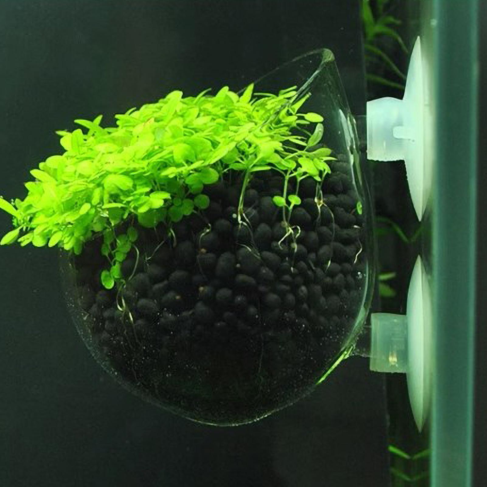 Live Plant Aquarium - Szklany uchwyt na rośliny akwariowe z