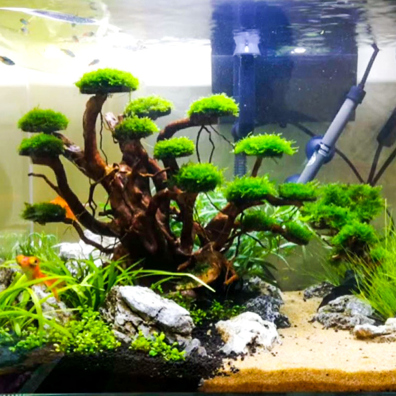Aquarium Moss - Dekoracja akwariowa: mech, drzewko, szkielet, gotowy