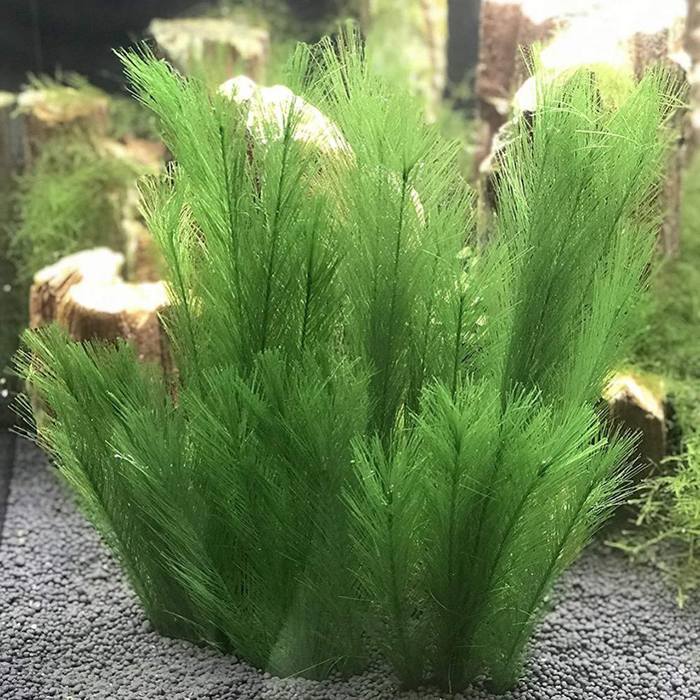 1/3 sztuk 28/40cm akwarium akw – Live Plant Aquarium recenzja i cena