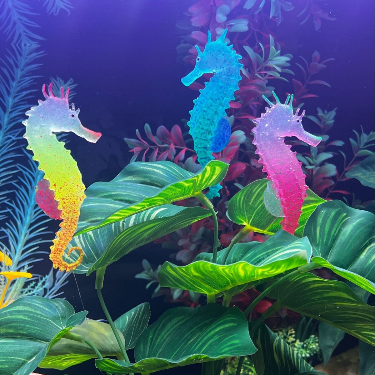 Imitacja świecącego konika mor – Aquarium Plant Substrate recenzja i cena
