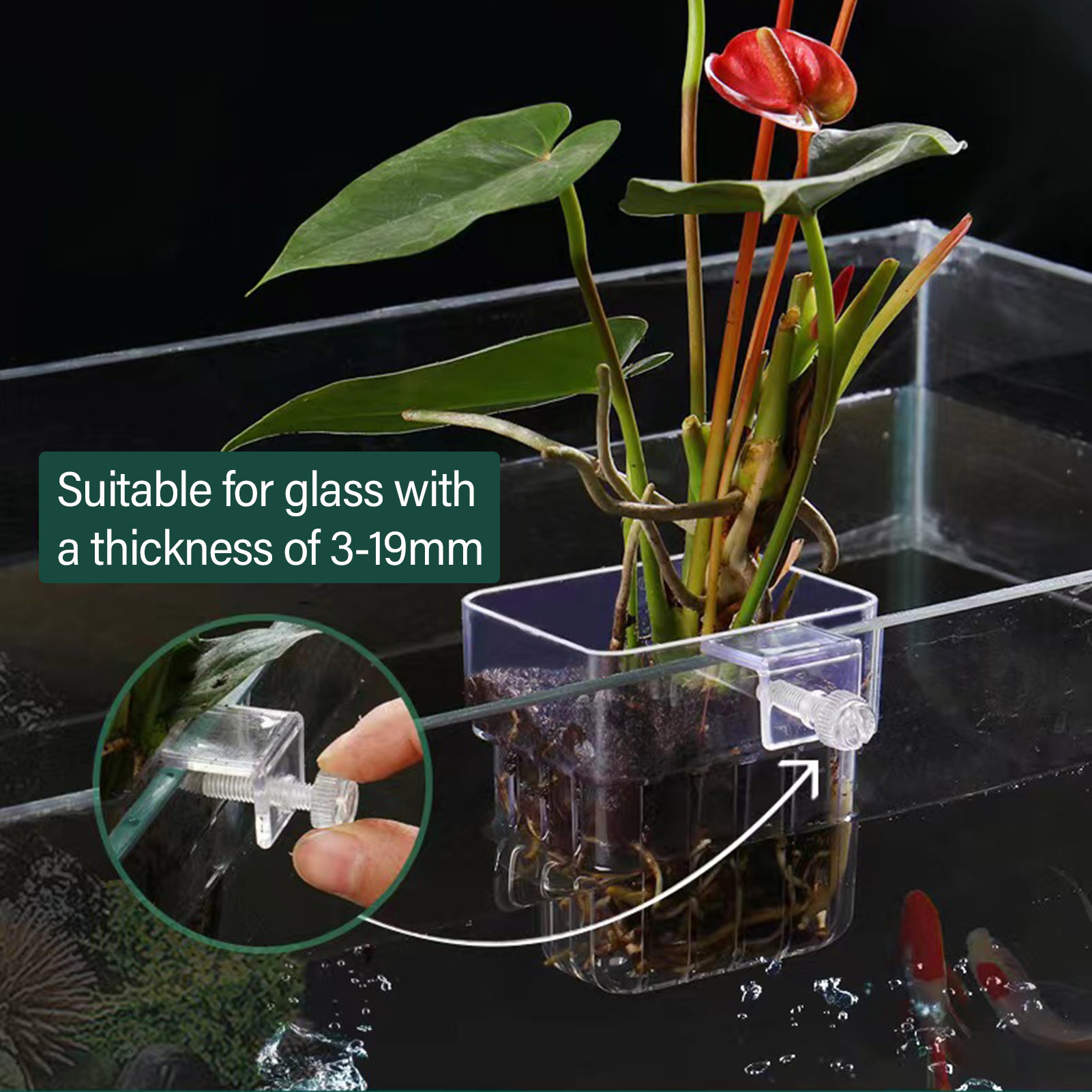 Przezroczysty, akrylowy pojemn – Aquarium Plant Holder recenzja i cena