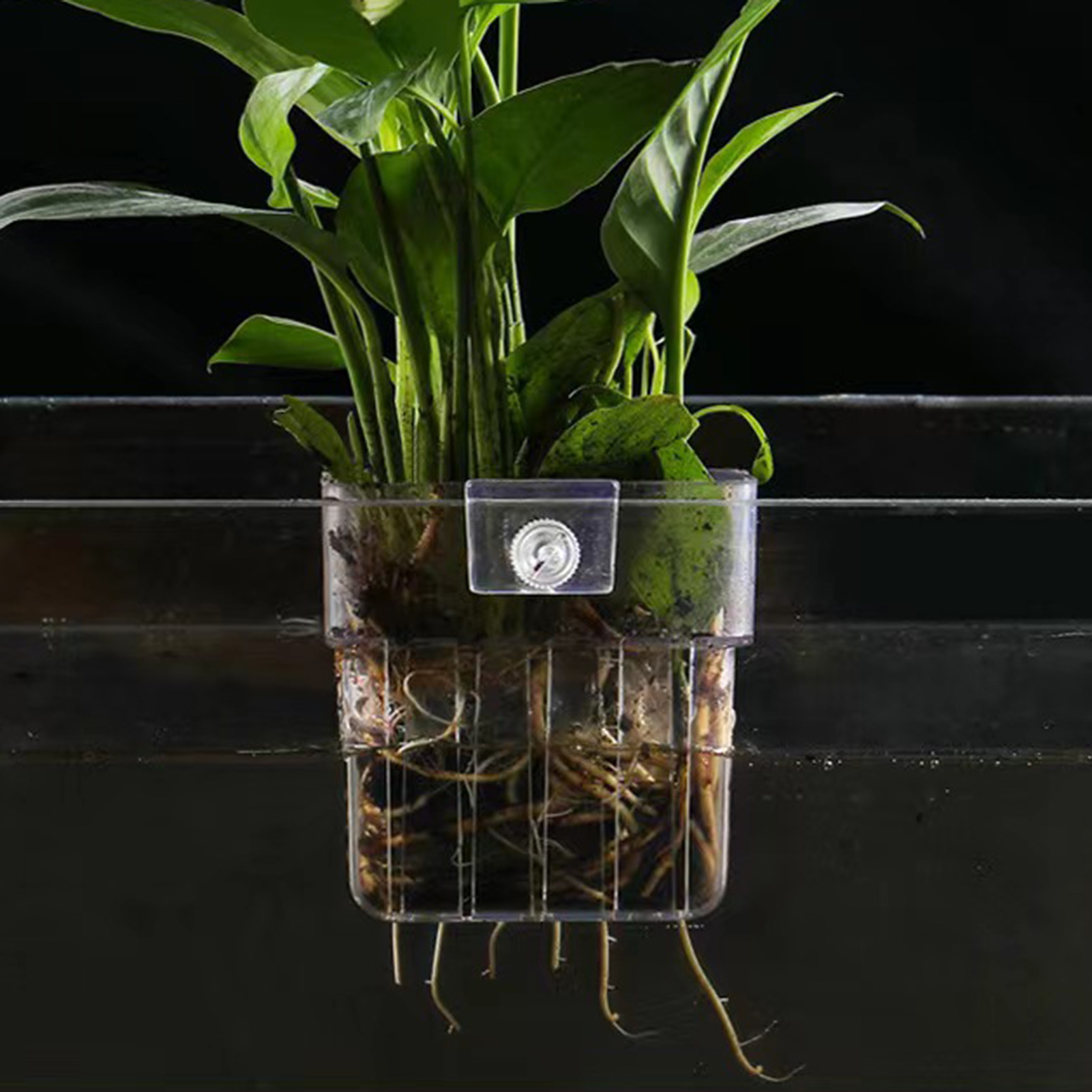 Przezroczysty, akrylowy pojemn – Aquarium Plant Holder recenzja i cena