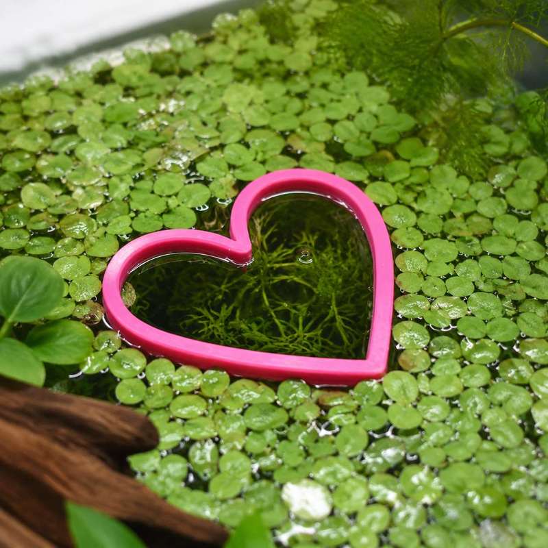 Pływający pierścień do karmien – Aquarium Fertilizer recenzja i cena