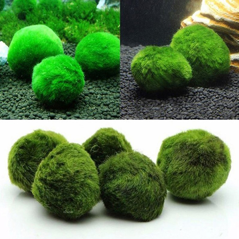 Kulki Marimo, żywąca roślinnoś – Live Plant Aquarium recenzja i cena