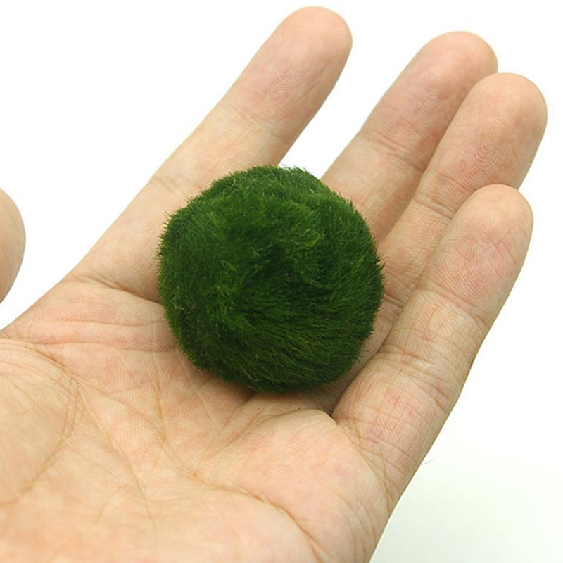 Kulki Marimo, żywąca roślinnoś – Live Plant Aquarium recenzja i cena