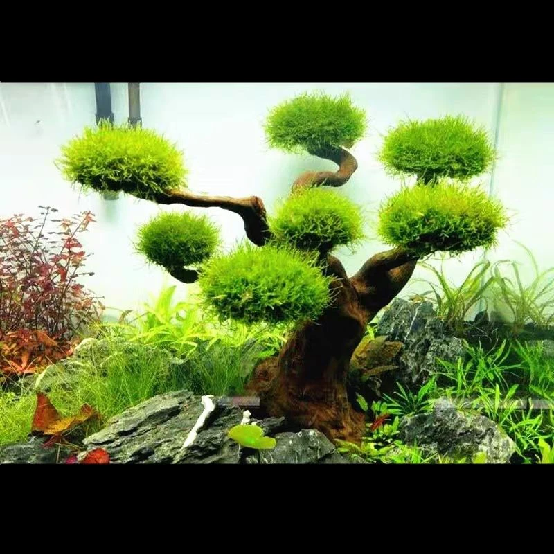 Akwarium Driftwood Dekoracja k – Aquarium Plant Substrate recenzja i cena