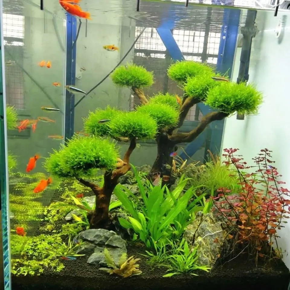 Akwarium Driftwood Dekoracja k – Aquarium Plant Substrate recenzja i cena