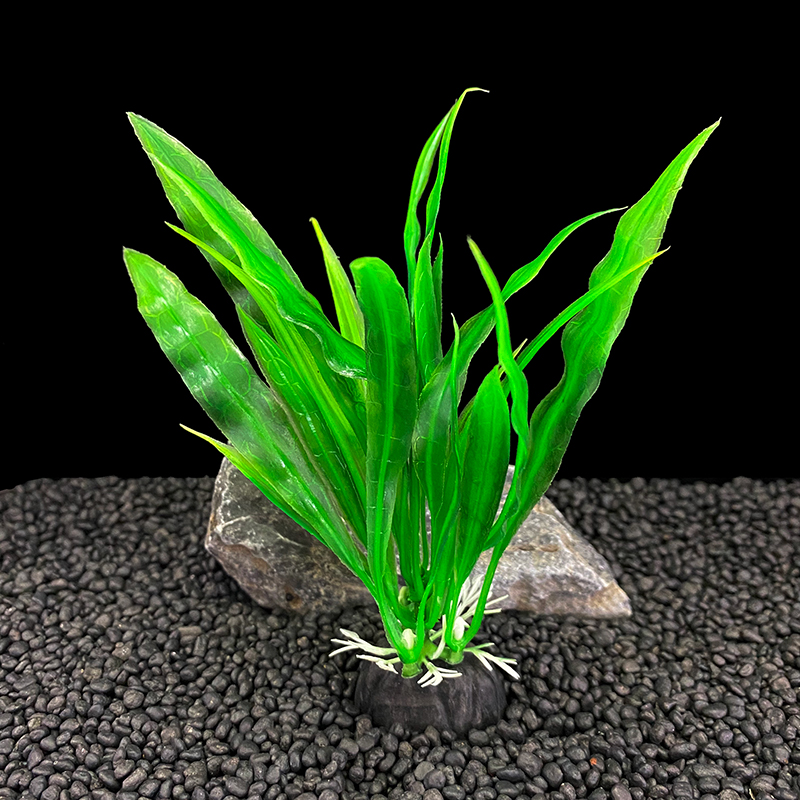 6 paczek rośliny akwariowe, de – Live Plant Aquarium recenzja i cena